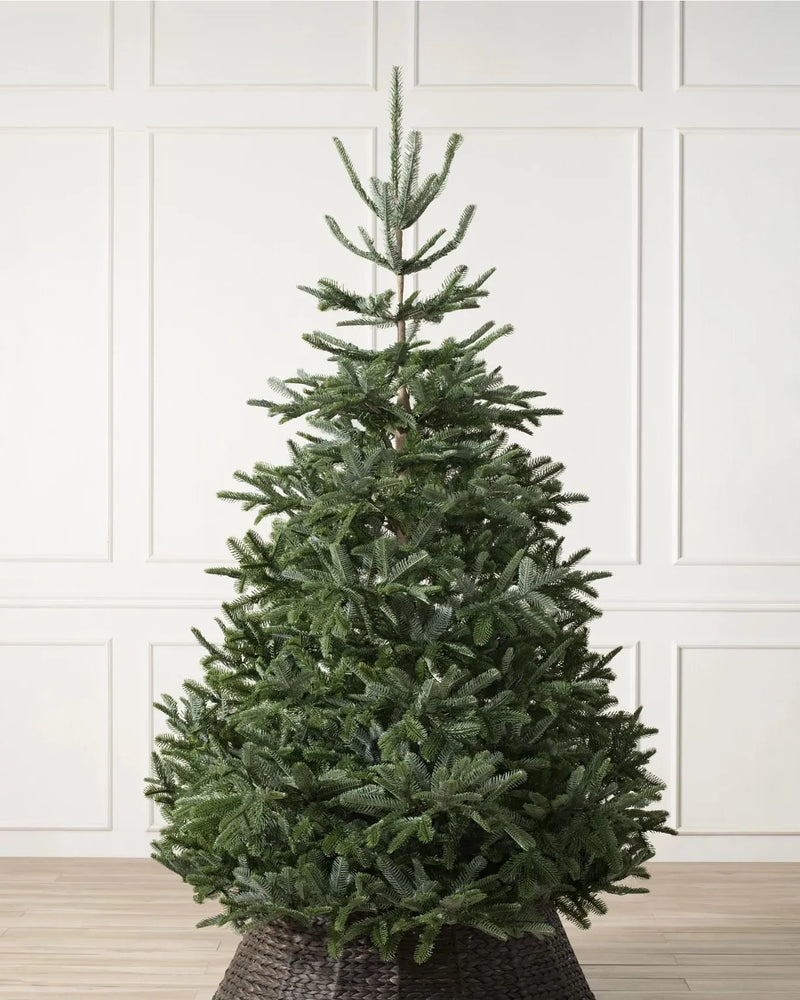 Nordmann-Kunsttannenbaum 183 cm