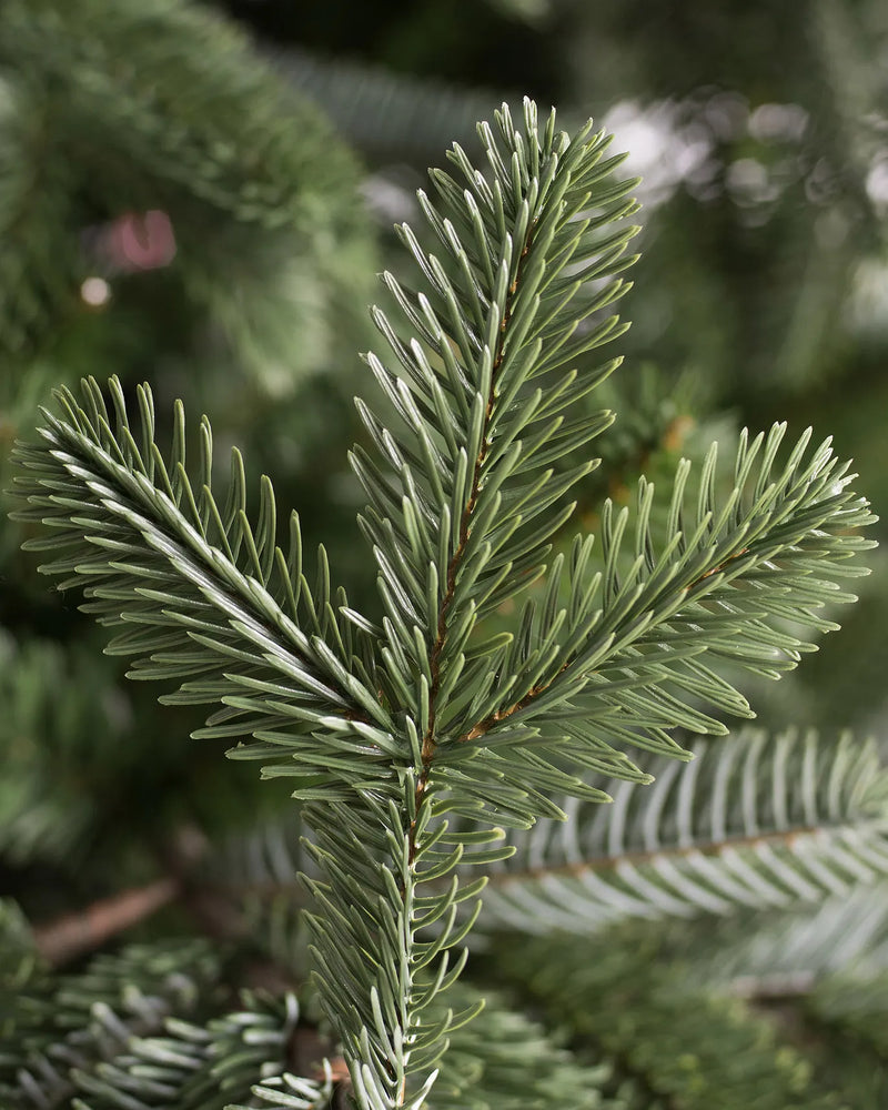 Künstliche Fichten Weihnachtsbäume 198,5cm